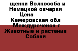  щенки Волкособа и Немецкой овчарки › Цена ­ 10 000 - Кемеровская обл., Междуреченск г. Животные и растения » Собаки   